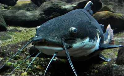 Le poisson-chat est un :