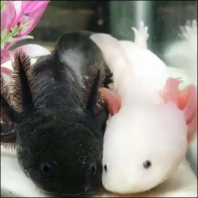 L'axolotl est un :