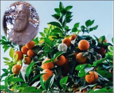 Qui est ce religieux catholique français (1839-1904) qui en croisant un mandarinier et un oranger invente la clémentine ?