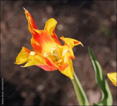 Quel pouvoir Mario obtient-il lorsqu'il attrape une fleur de feu ?