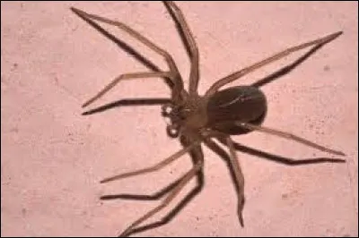 Quelle est cette araignée ?