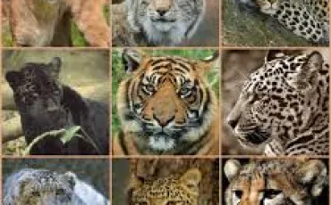 Quiz Test de personnalité