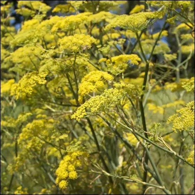 Fernandel : La bouillabaisse. (cette chanson est sortie en 1950)

Une langouste est nécessaire
De la baudroie et des favouilles
Douze rascasses, un petit Saint Pierre
Huile, safran, ail et ---