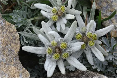 Quel est le surnom de l'edelweiss ?
