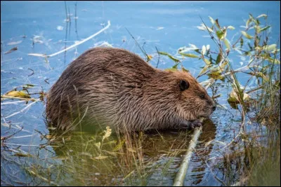 Quel pays a cet animal pour embl&egrave;me ?