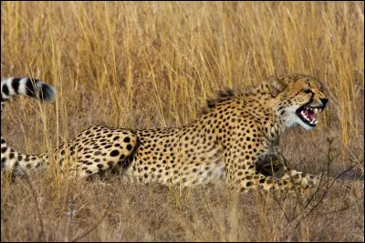 Quels sont tes animaux préférés ?