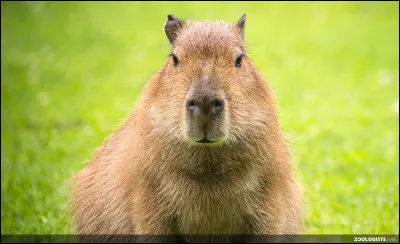 Quel poids fait un capybara ?