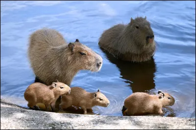Quelle est la long&eacute;vit&eacute; d'un capybara sauvage ?