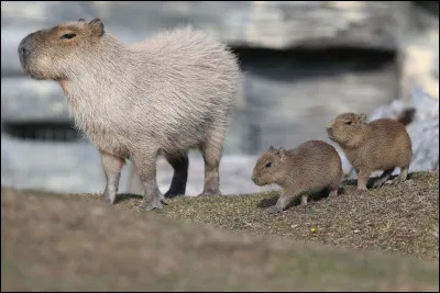 Le capybara fait ... en une port&eacute;e.