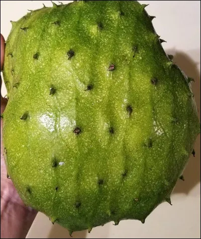 L'ivoire végétal est aussi appelé...