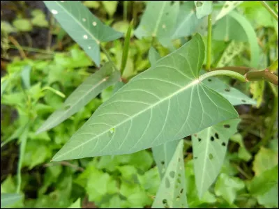 Quel est le plus haut col des Alpes françaises ?