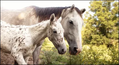 As-tu dans ton entourage quelqu'un qui connait très bien les chevaux ?