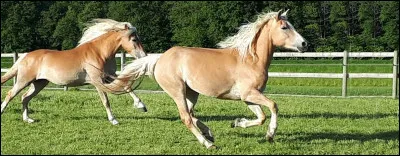 Lanimal que tu préfères est :