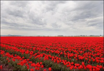 Ici, les fleurs et leur parfaite ligne droite forment le drapeau de/de la/de l'...