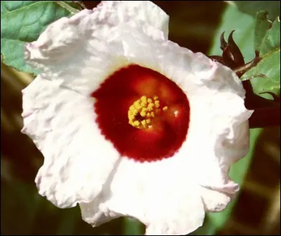 Quel drapeau se cache dans cette image ?