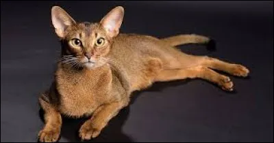 Quelle est cette race de chats ?