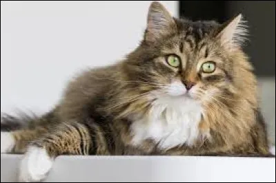 Quelle est cette race de chats ?