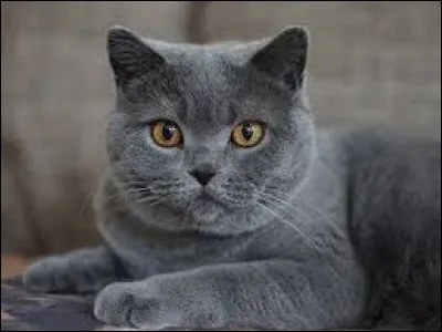 Quelle est cette race de chats ?