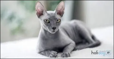 Quelle est cette race de chats ?