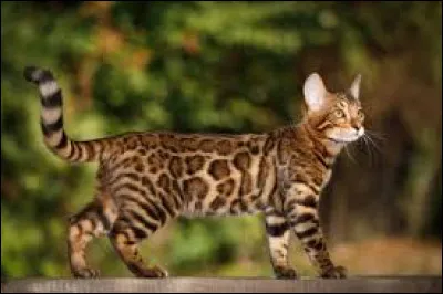 Quelle est cette race de chats ?