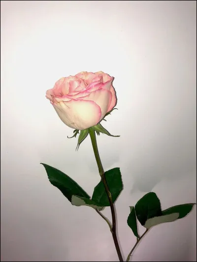 À quel poète appartiennent les vers
 "Mais elle était au monde où les plus belles choses
Ont le pire destin ;
Et, rose, elle a vécu ce que vivent les roses,
L'espace d'un matin."