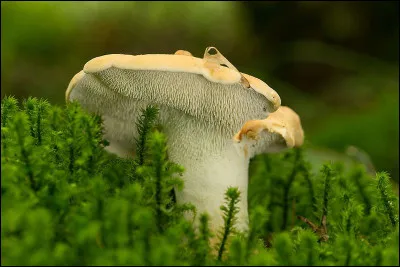 Il y a plusieurs décénies, il existait à l'école primaire une matière nommée "leçon de choses". Elle s'est appelée plus tard "Sciences naturelles". On y étudiait aussi la nature : alors quel est ce champignon sous le chapeau duquel on peut observer des aiguillons ?