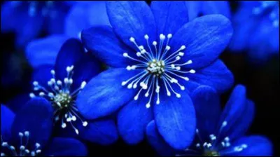 Quelle est cette couleur ?