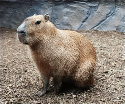 Un capybara pèse de 45 à 70 kg.