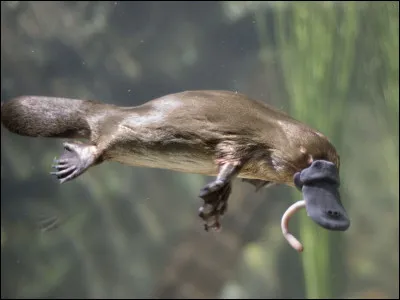 Un ornithorynque pèse 3kg.