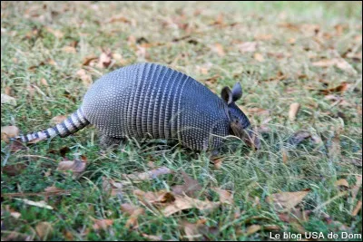 Un tatou sauvage vit de 7 à 9 ans.