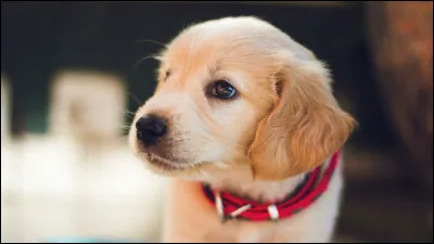 Le nom scientifique du chien est "Canis lupus".