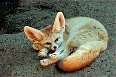 La longueur moyenne d'un fennec est de 100 centimètres.