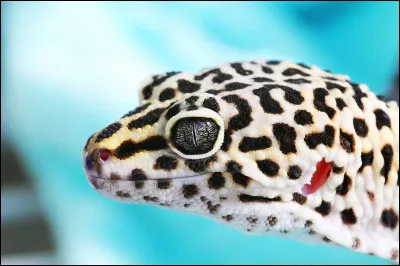 Un gecko léopard mue tous les 2 mois...