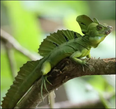 Un basilic peut marcher sur l'eau pendant une courte durée...