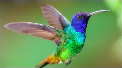 Un colibri peut atteindre une vitesse de 70 km/h...