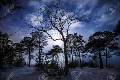 Quel est ton arbre préféré ?