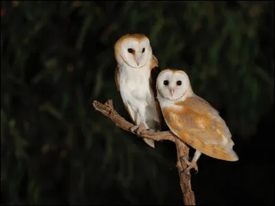La chouette effraie peut être nommée orfraie.