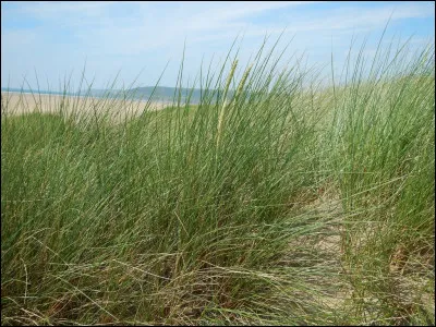 Les oyats sont appelés cheveux de fée.