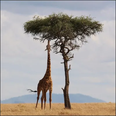 La girafe est le plus grand des mammifères herbivores terrestres :