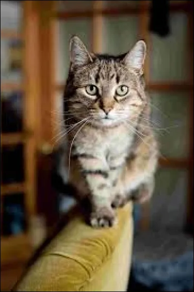 Le chat possède dix-huit doigts au total :