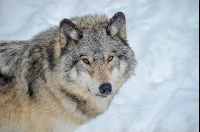 Et le loup Oméga, existe-t-il ?
