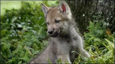 Vrai ou Faux ?
Les louves sont capables de nourrir des petits qui ne sont pas les leurs.