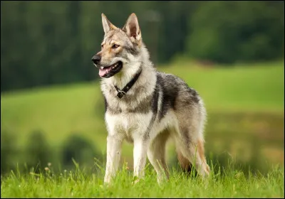 Comment appelle-t-on le petit d'un chien et d'une louve ?