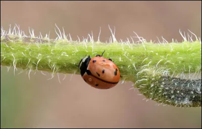 La coccinelle a deux types d'habitats selon les saisons.