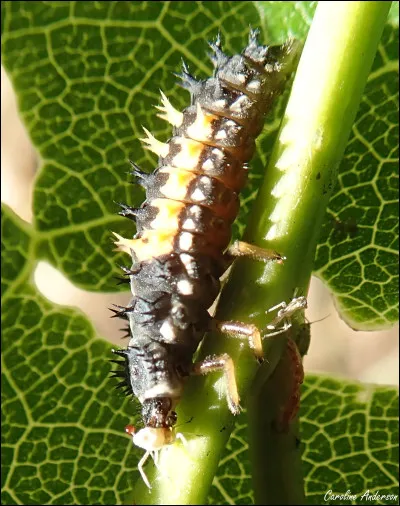 La métamorphose de la coccinelle comporte 3 stades : uf, larve et nymphe.