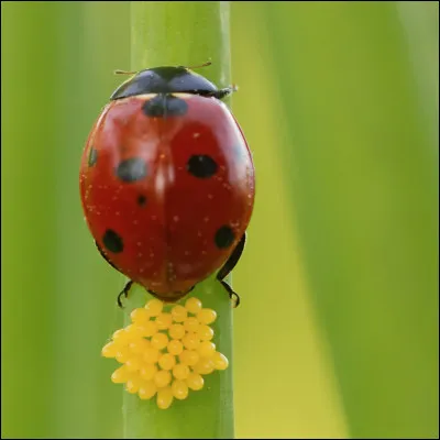 La femelle pond entre 50 et 400 ufs.