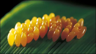 C'est au bout de 3 à 7 jours que les ufs éclosent et les larves sortent.