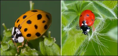 La coccinelle a une espérance de vie de 2 à 3 ans.