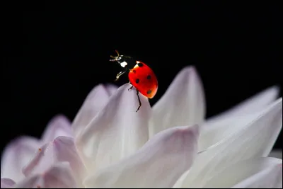 En captivité, sa durée de vie dépasse rarement 3 semaines.