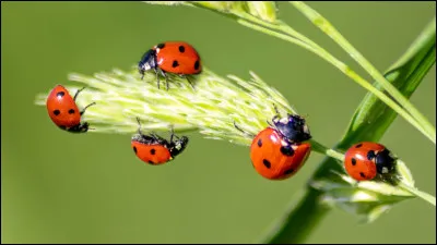 La coccinelle est aussi la meilleure amie des jardiniers.